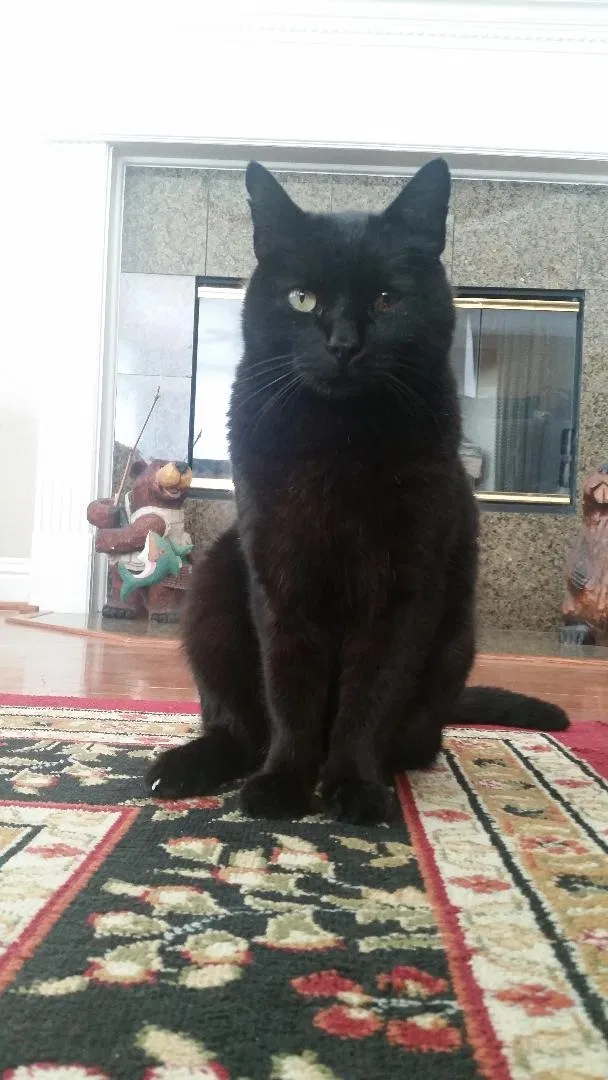 Lost cat in Pearland, TX, 77584