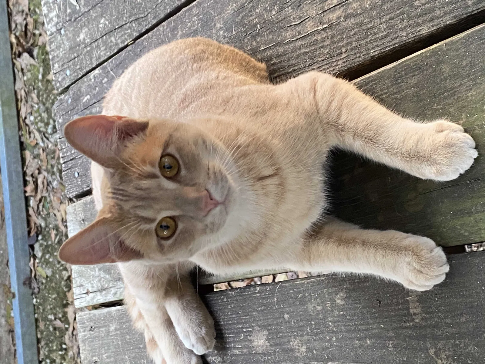 Lost cat in Conroe, TX, 77306