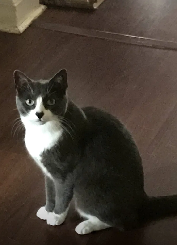 Lost cat in Linden, NJ, 7036