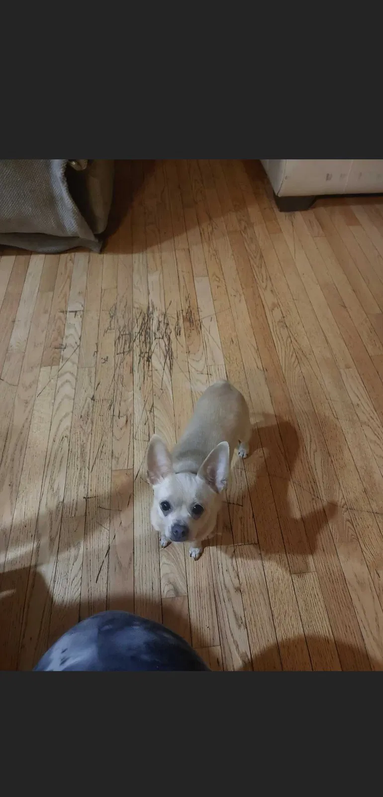 Lost dog in Statesville, NC, 28625