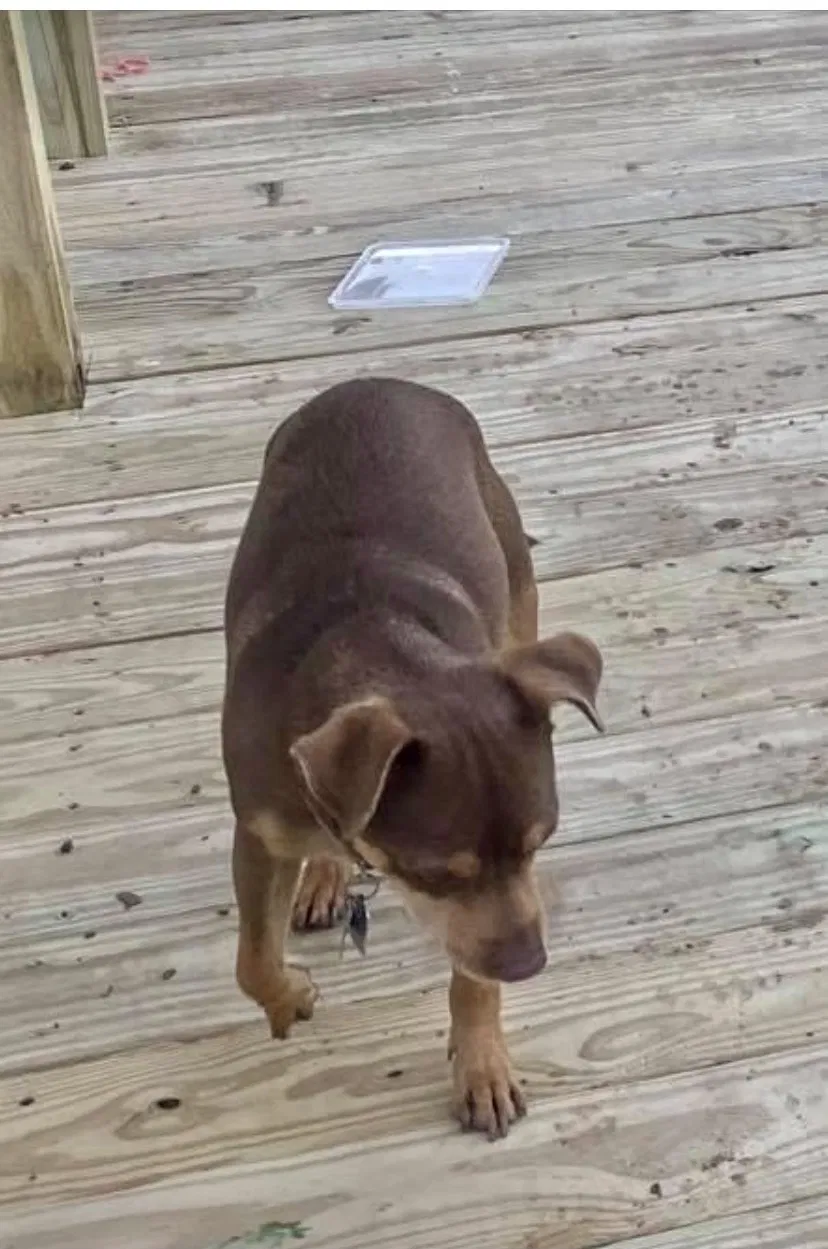 Lost dog in Magnolia, TX, 77355