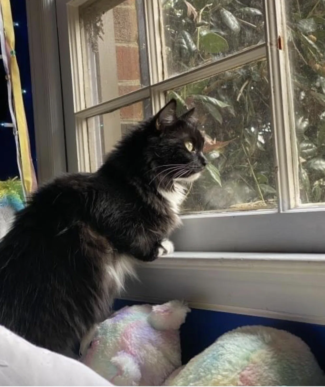 Lost cat in Halifax, NC, 27839