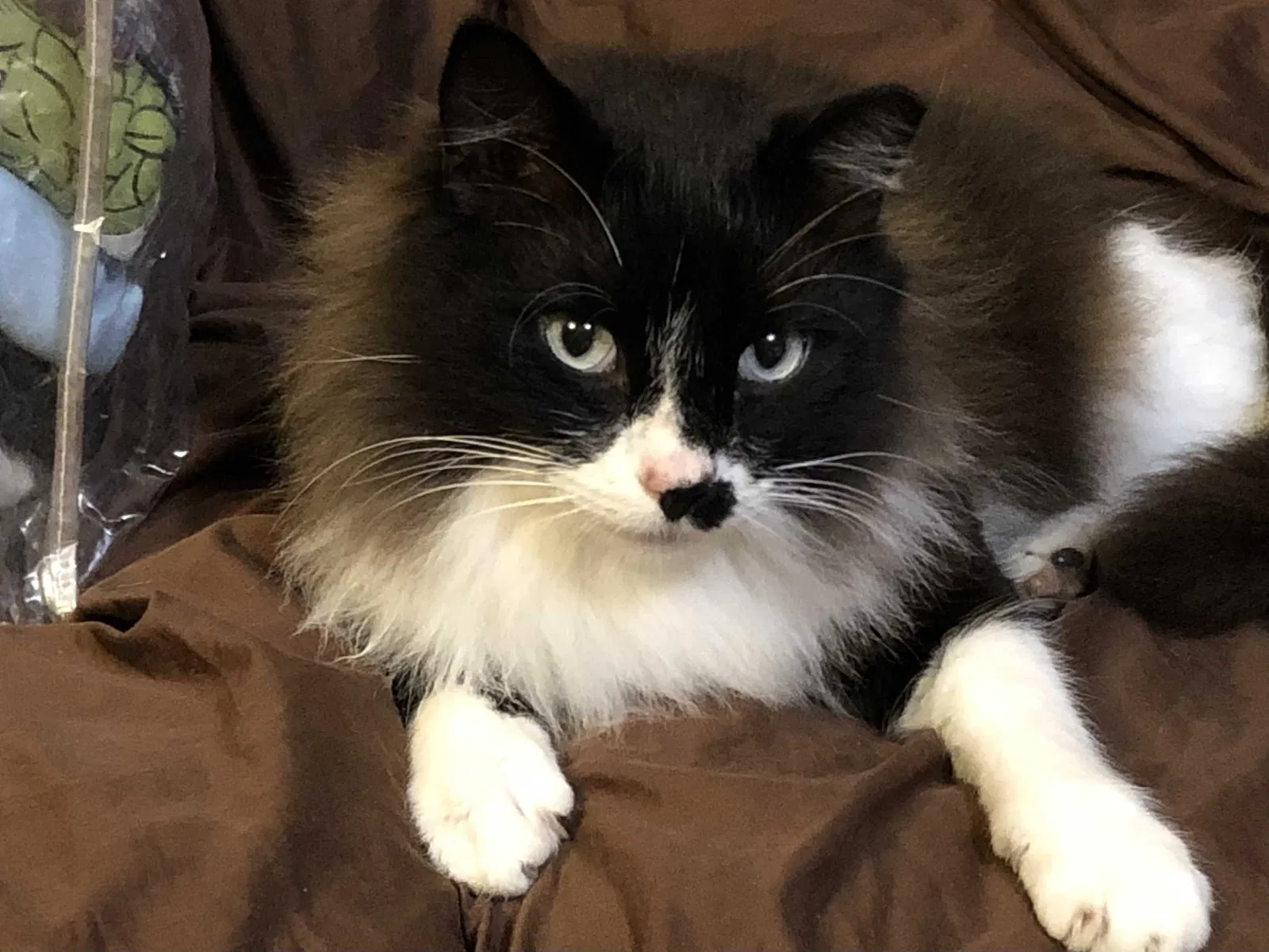 Lost cat in Natalbany, LA, 70451