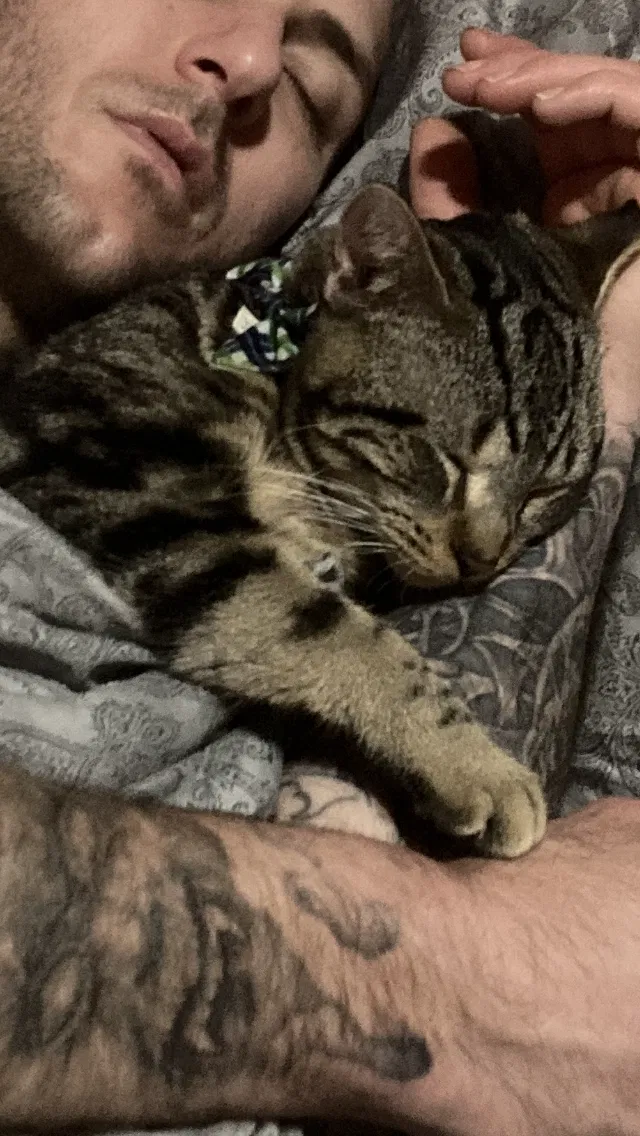 Lost cat in Abingdon, MD, 21009