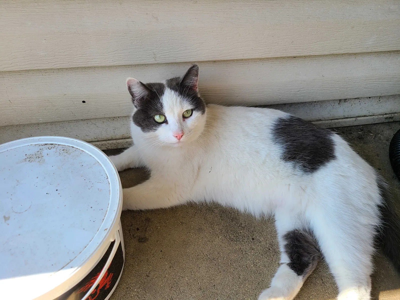 Lost cat in Cynthiana, KY, 41031