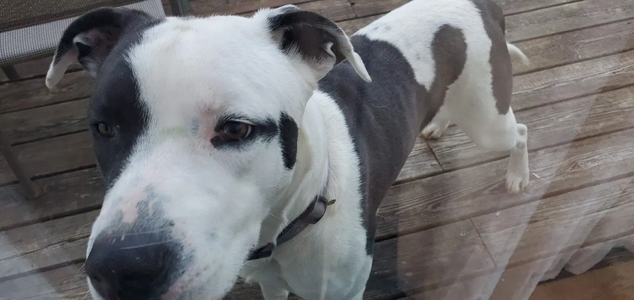 Found dog in Slade, KY, 40376