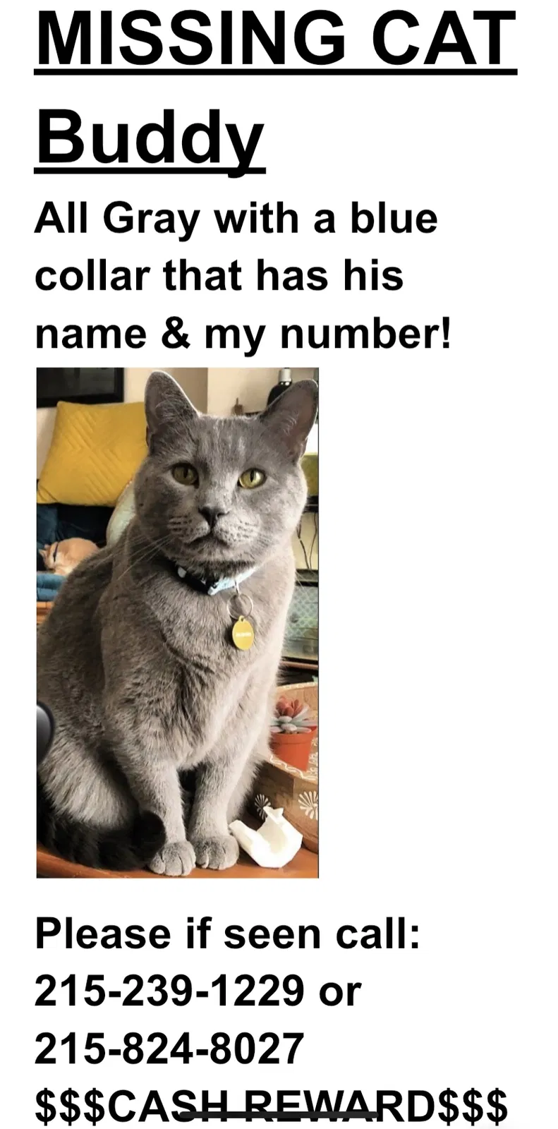 Lost cat in Philadelphia, PA, 19135