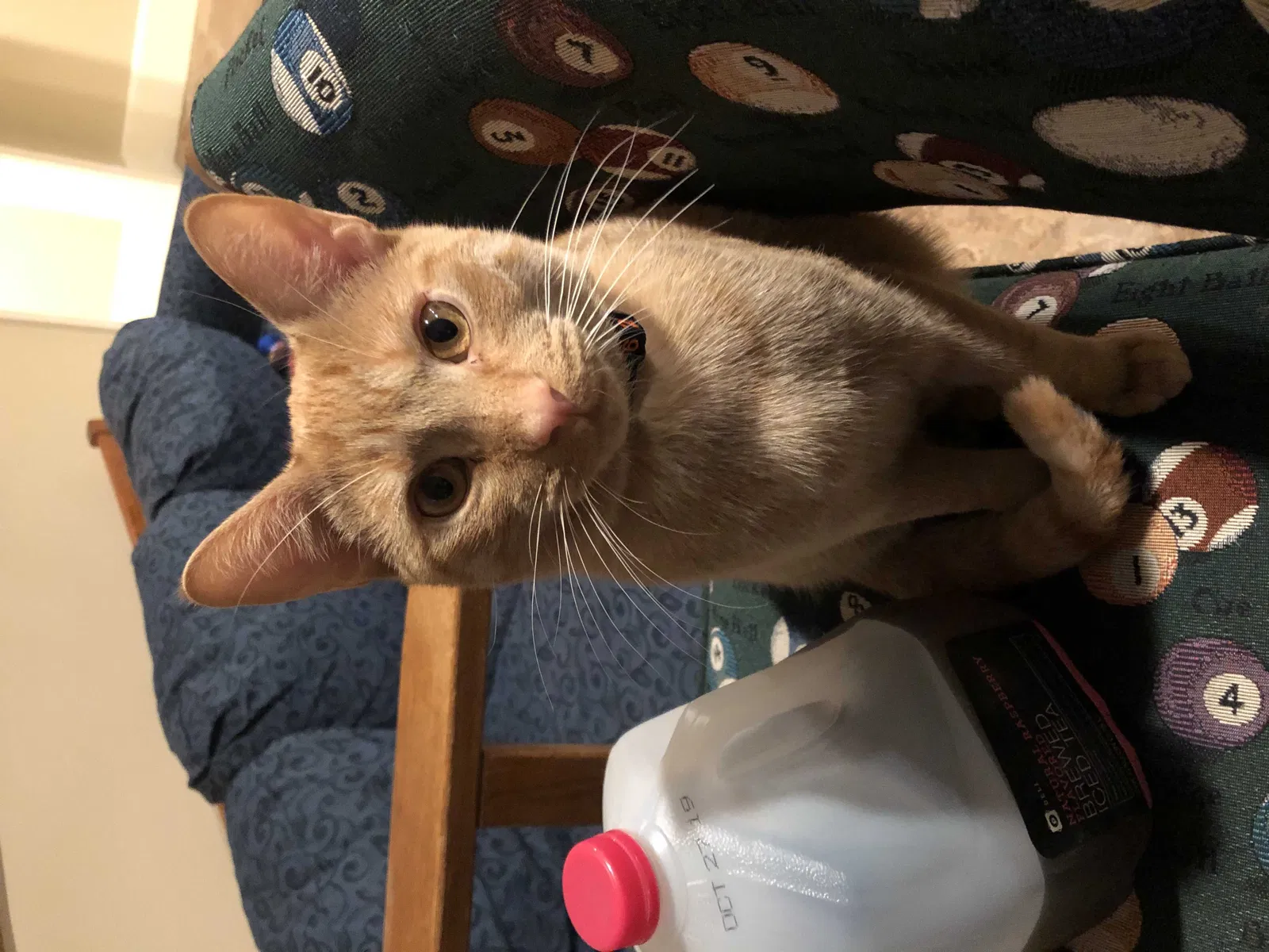 Lost cat in Atlanta, GA, 30319