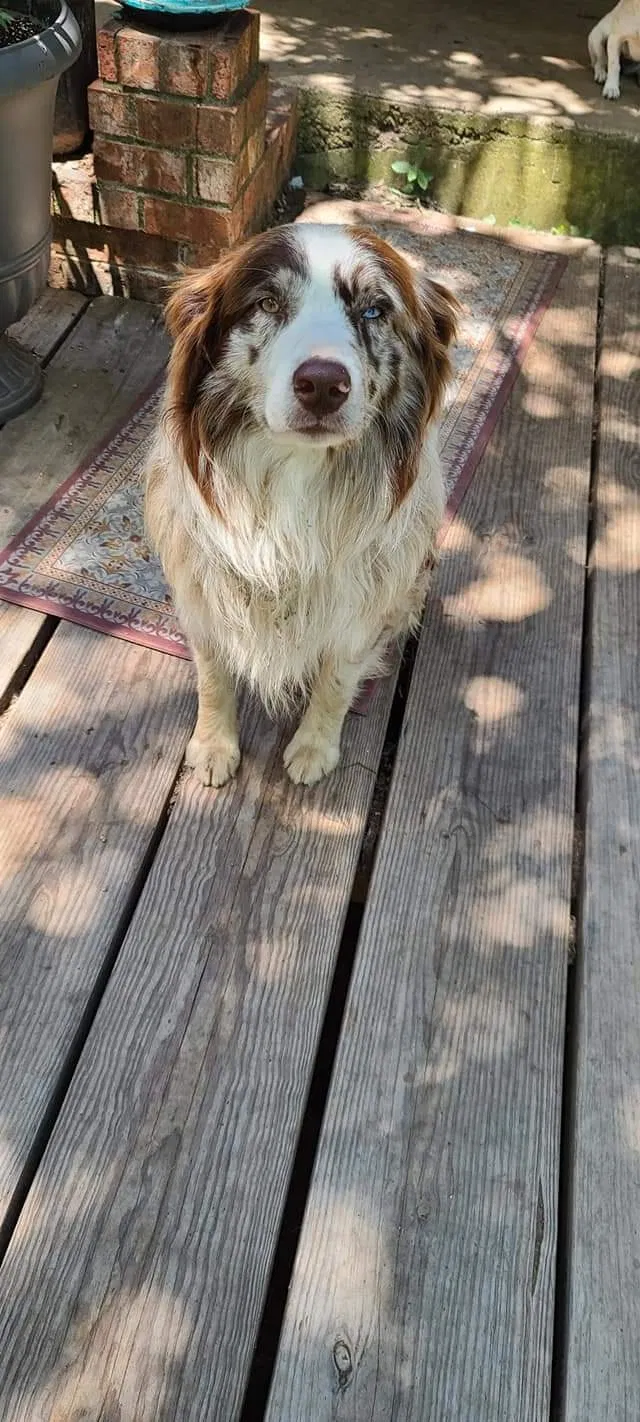 Lost dog in Haltom City, TX, 76117