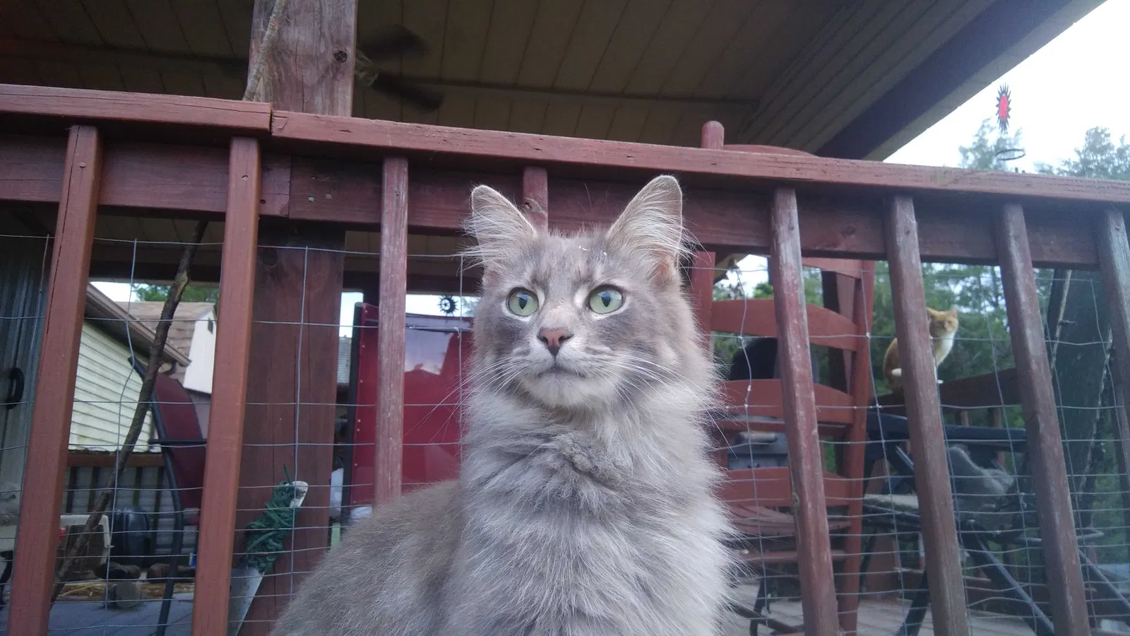 Lost cat in Washburn, TN, 37888