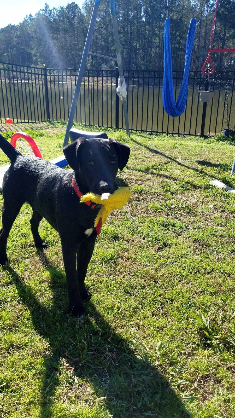 Found dog in Livingston, LA, 70754