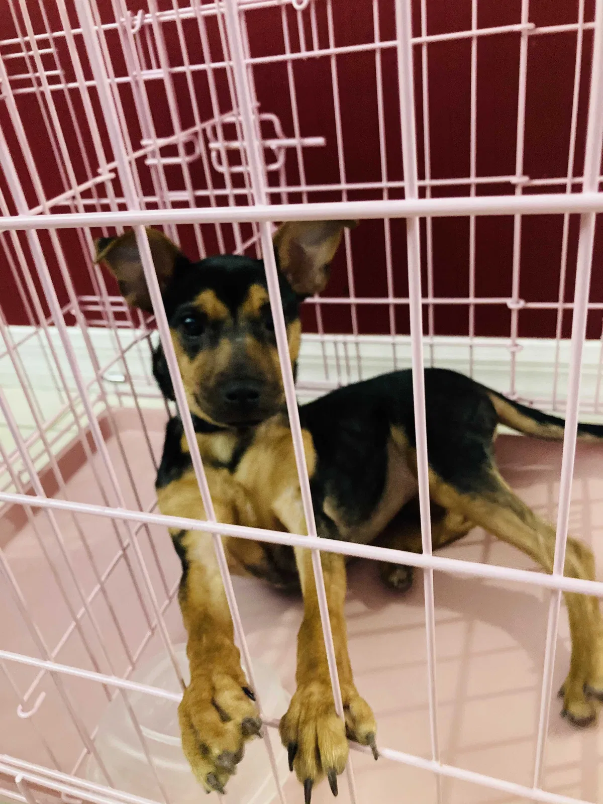 Lost dog in Vero Beach, FL, 32962