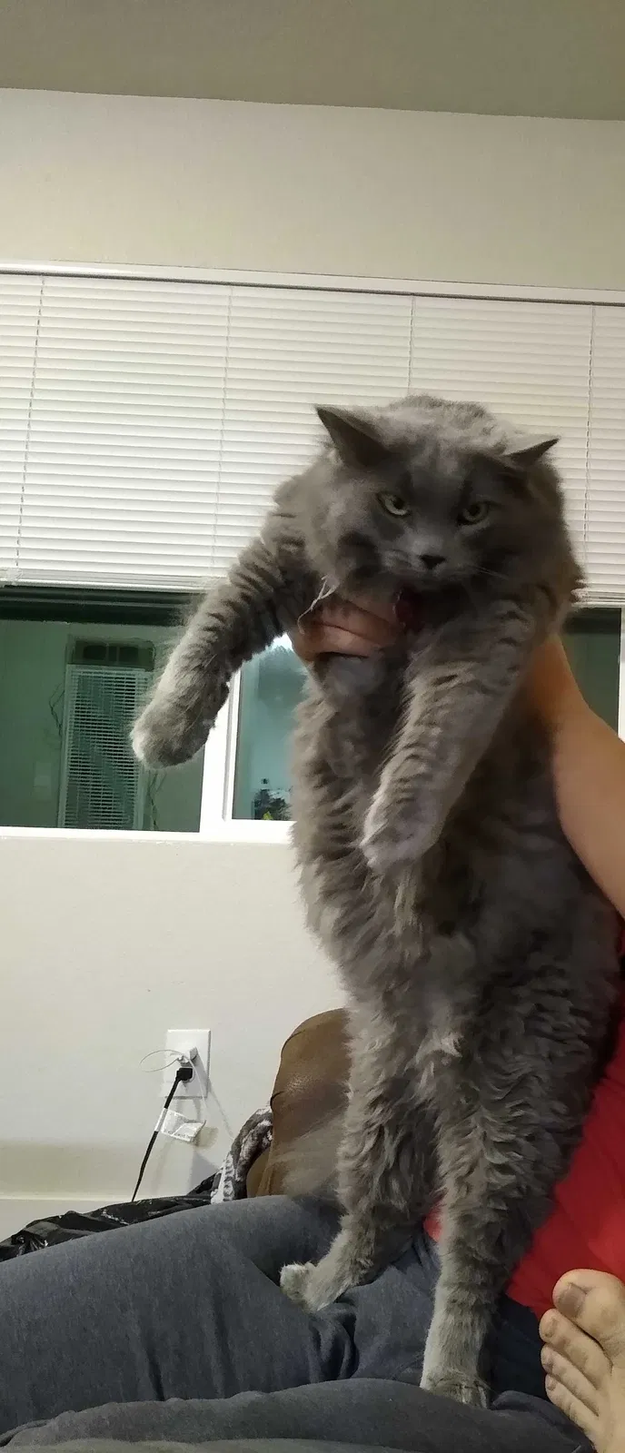Lost cat in Roseville, CA, 95661