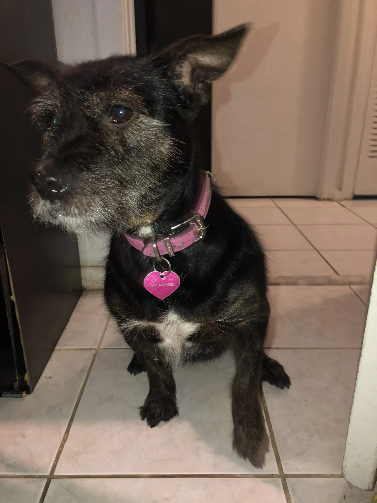 Lost dog in Willingboro, NJ, 8046