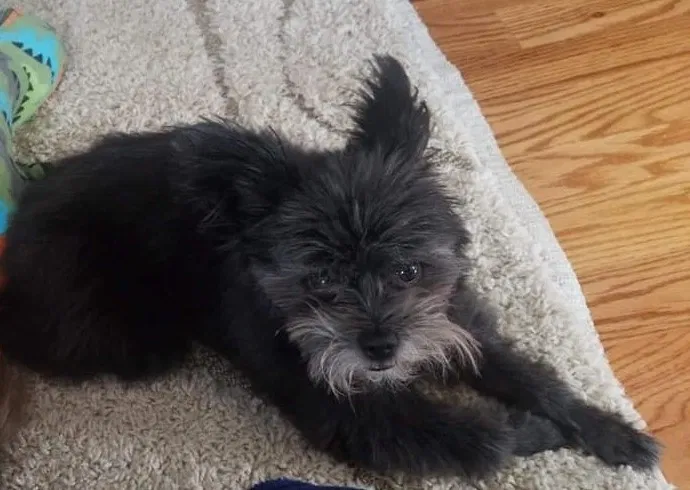 Lost dog in Battle Creek, MI, 49015