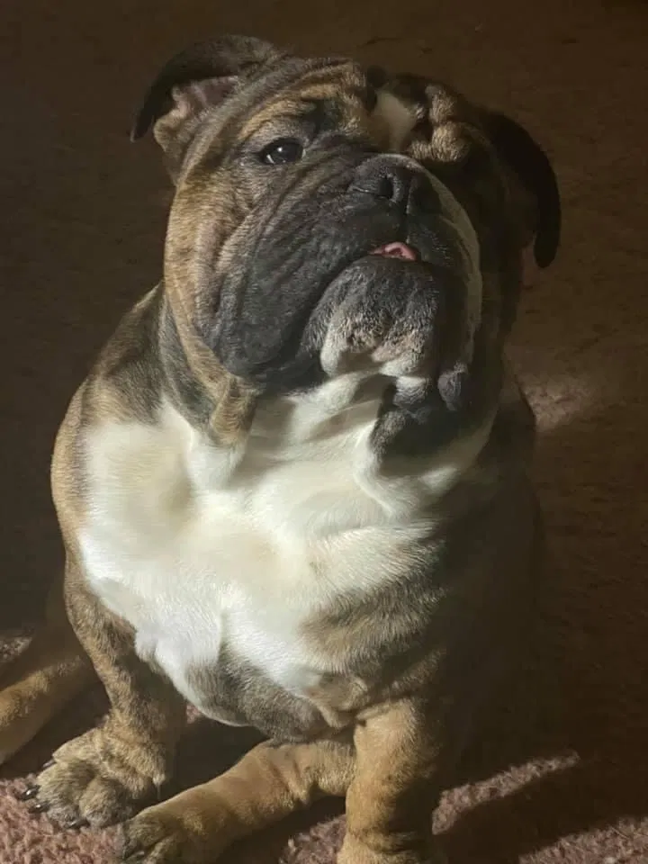 Lost dog in Turners Station, KY, 40075