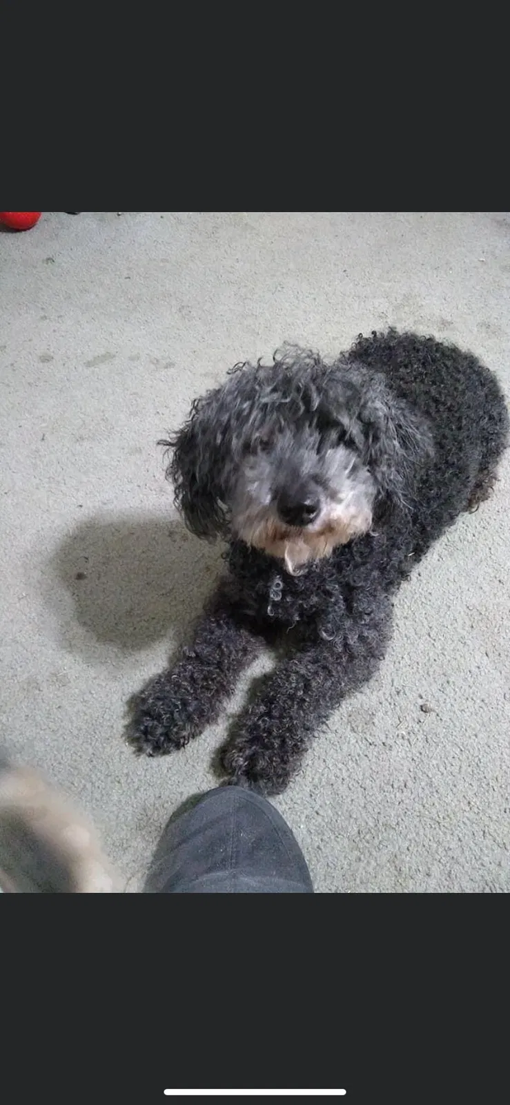 Lost dog in Reynoldsburg, OH, 43068