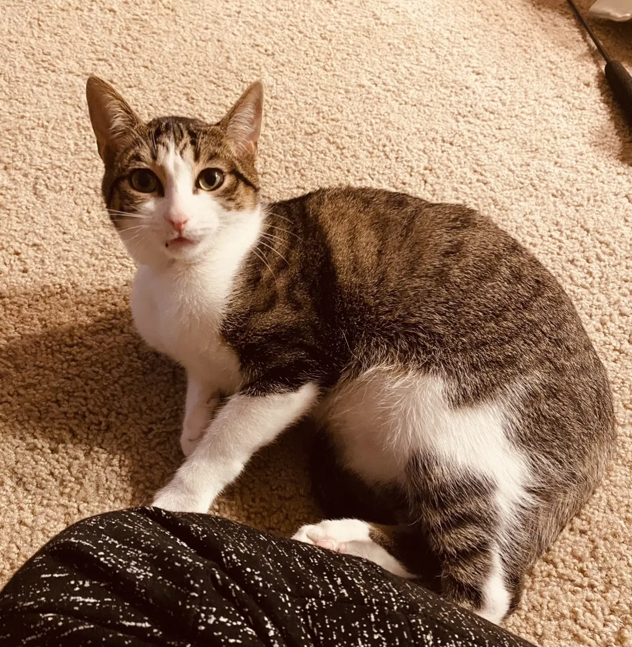 Lost cat in Beaufort, SC, 29906