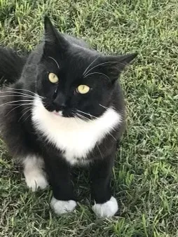 Lost cat in El Cajon, CA, 92021