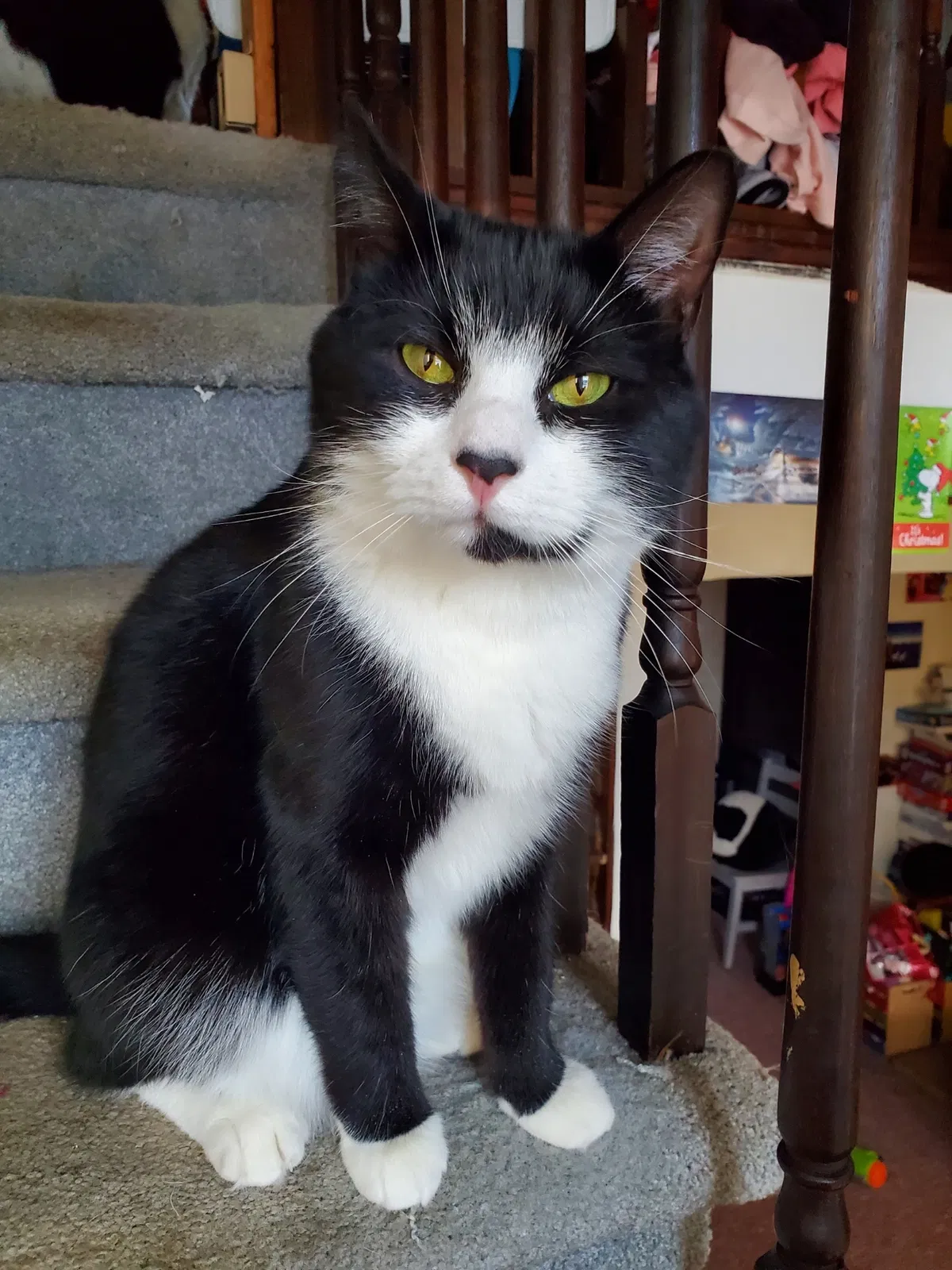 Lost cat in Meriden, CT, 6451