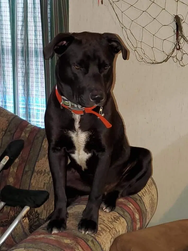 Lost dog in Hominy, OK, 74035
