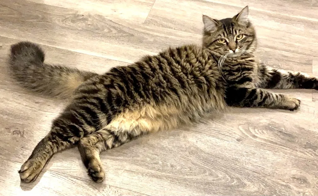 Lost cat in West Covina, CA, 91791