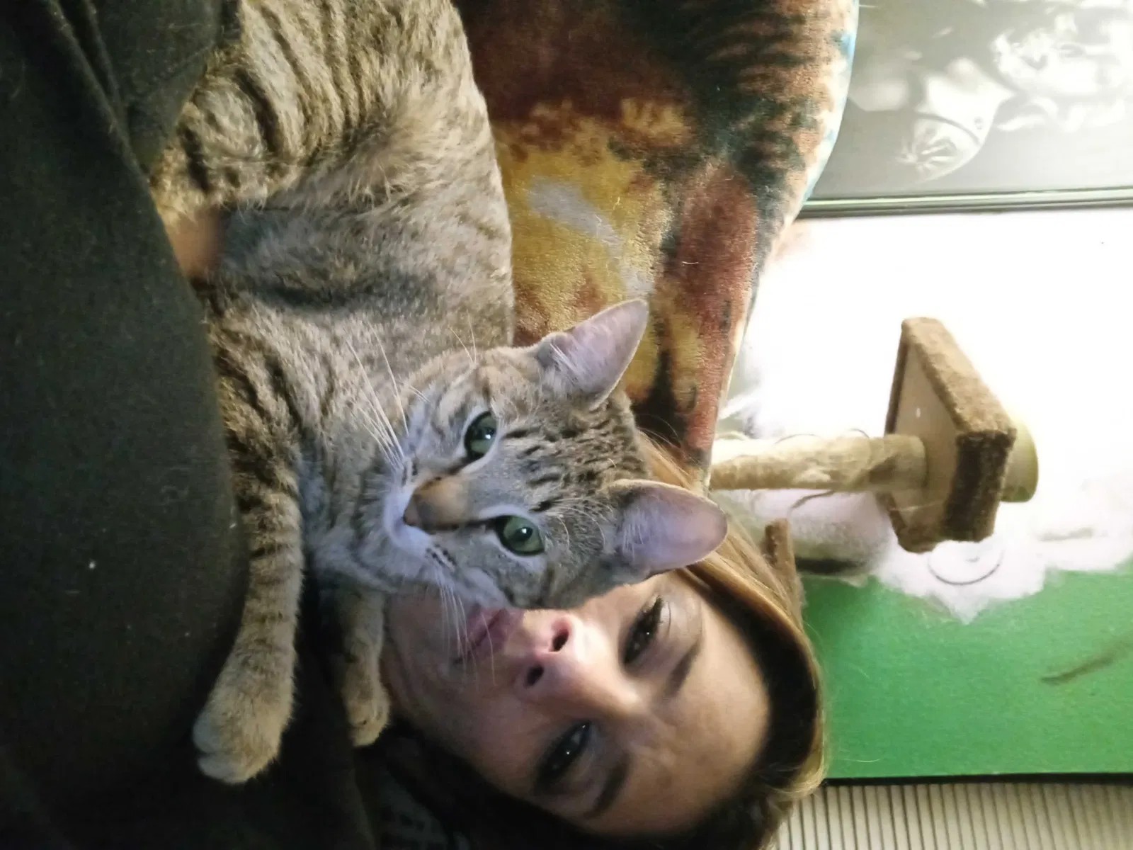 Lost cat in Las Vegas, NV, 89142