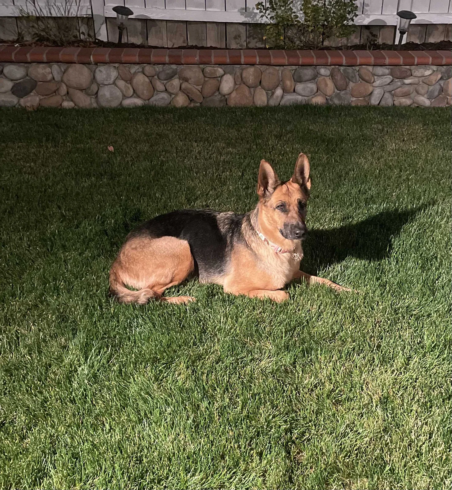 Lost dog in Murrieta, CA, 92562