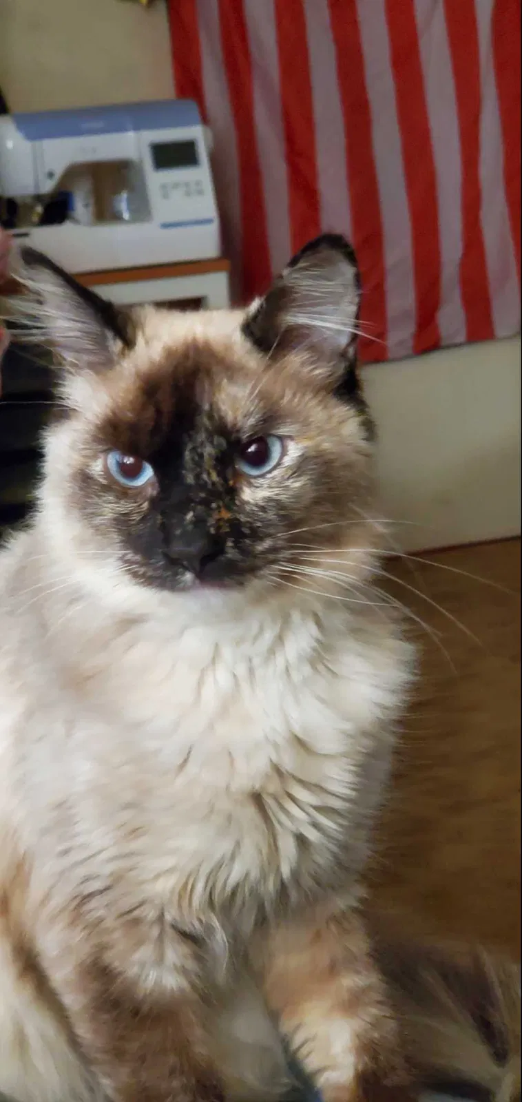 Lost cat in Wilmington, CA, 90744