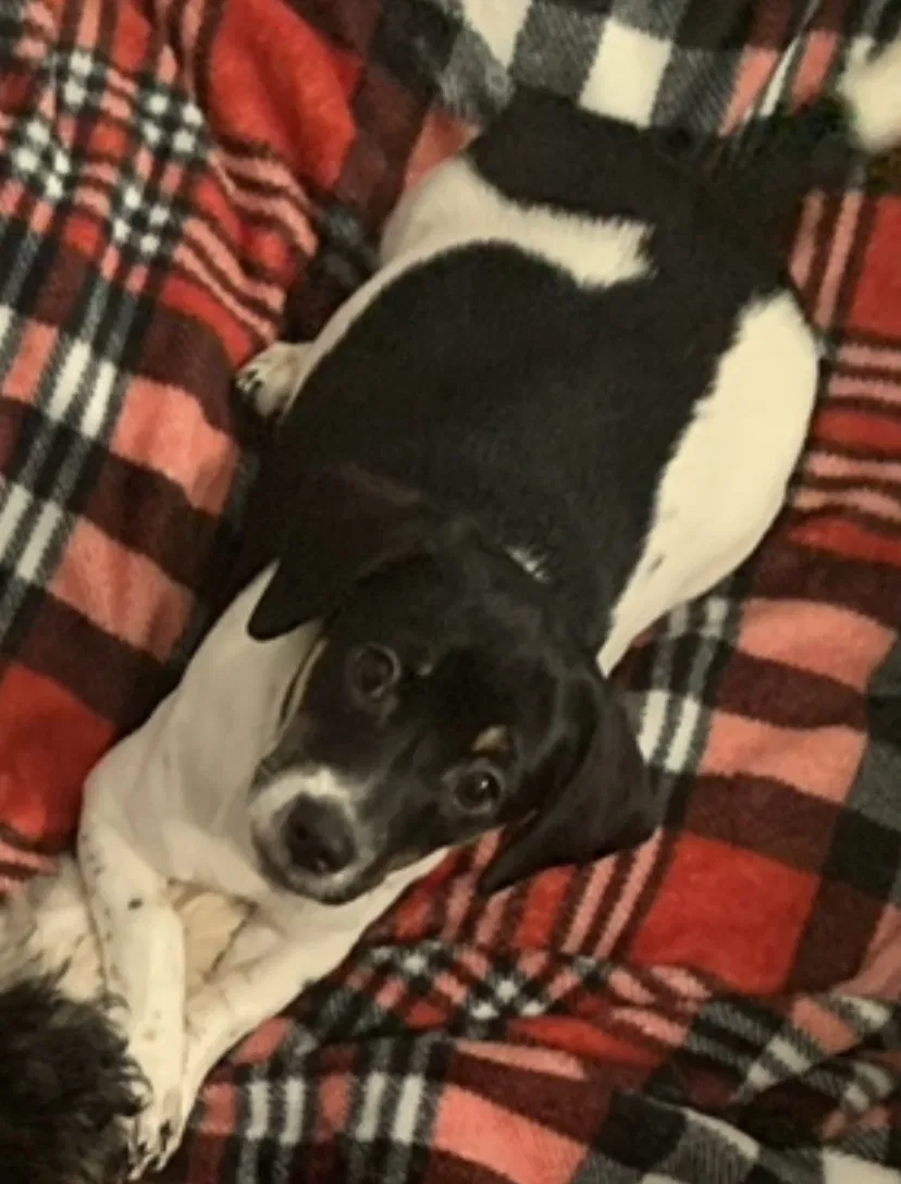 Lost dog in Oakley, CA, 94561