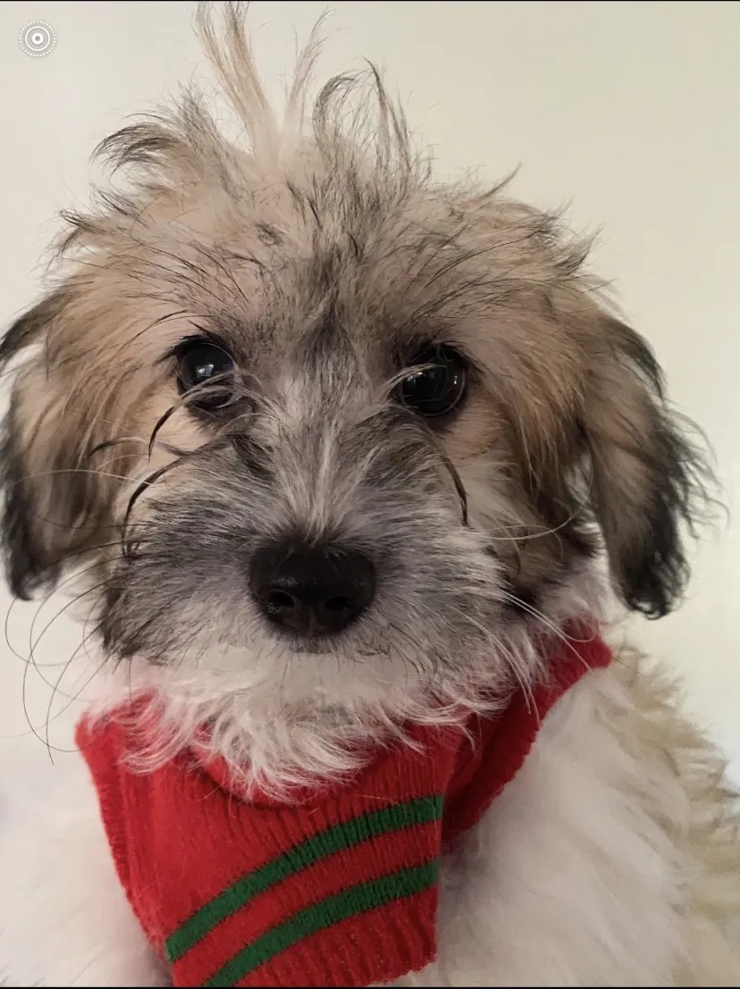 Lost dog in Oakley, CA, 94561