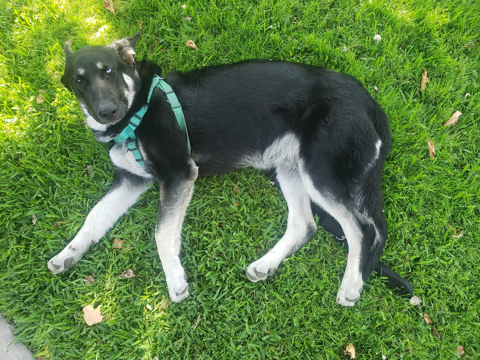 Lost dog in San Jose, CA, 95126