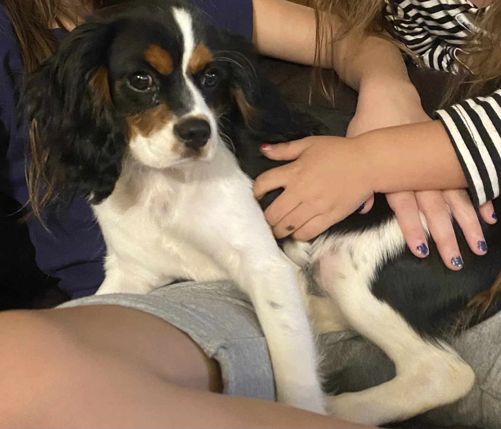 Lost dog in Waxahachie, TX, 75165