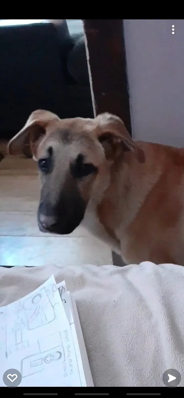 Lost dog in Chicago, IL, 60623