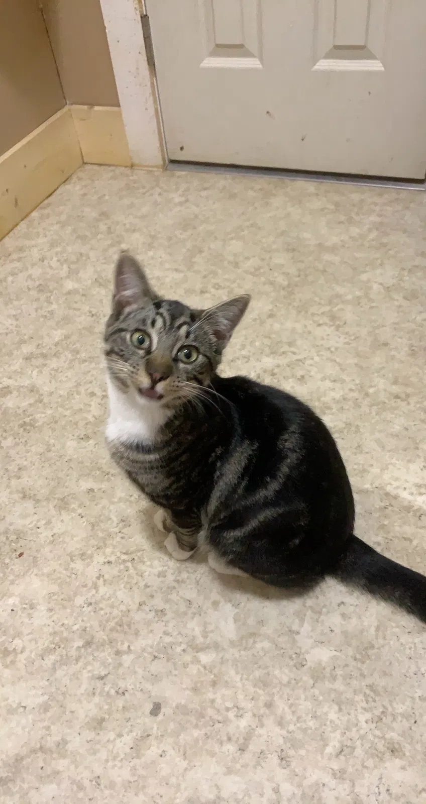 Lost cat in Woodville, AL, 35776