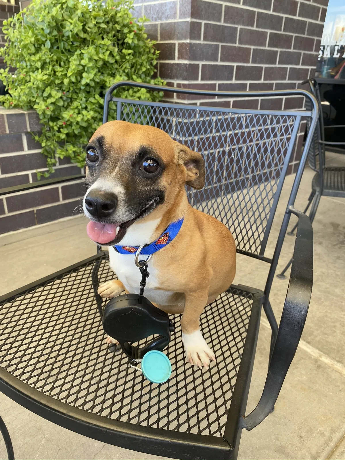 Lost dog in El Paso, TX, 79927