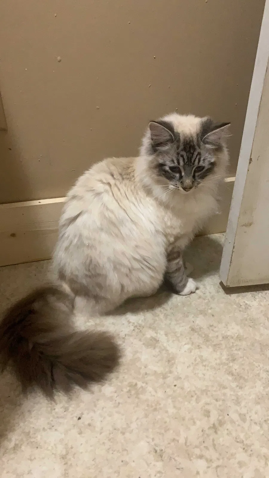 Lost cat in Woodville, AL, 35776