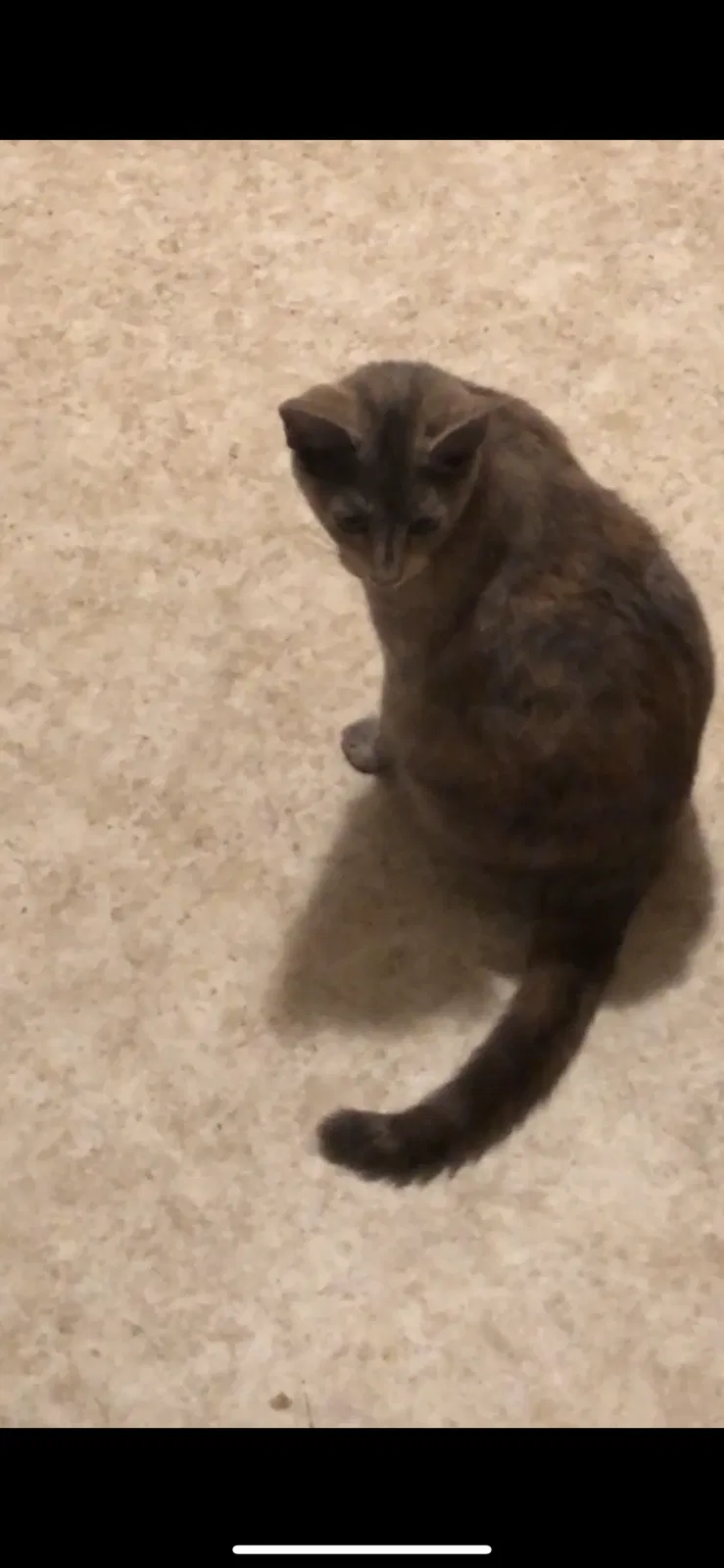 Lost cat in Woodville, AL, 35776