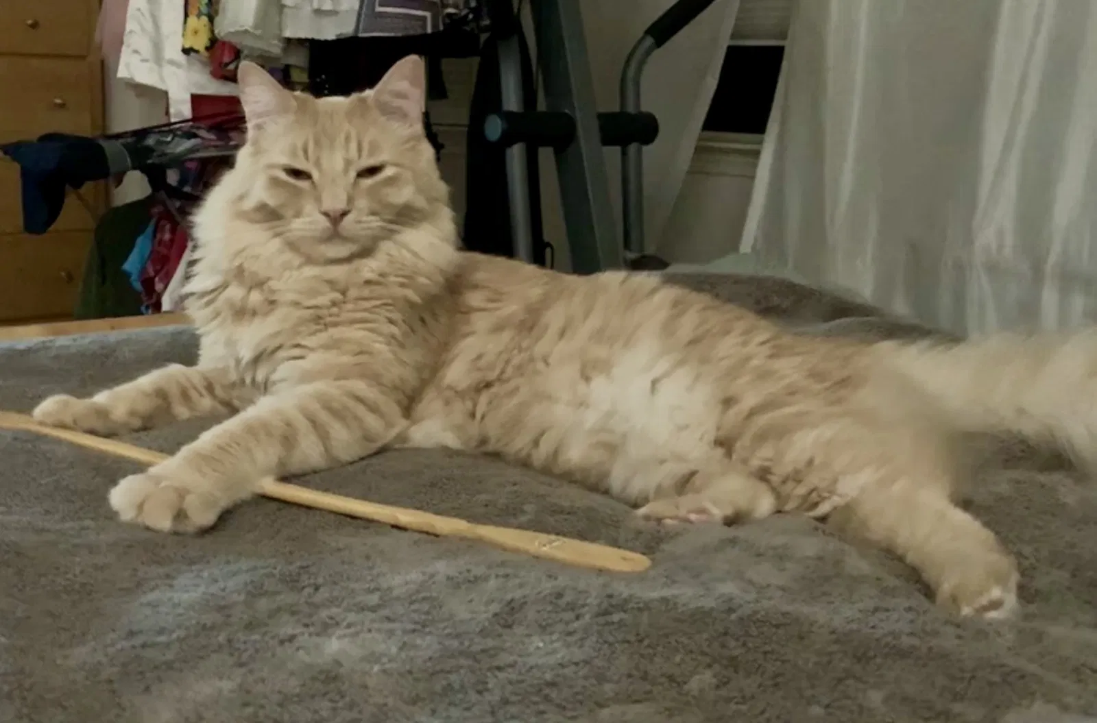 Lost cat in Folsom, CA, 95630