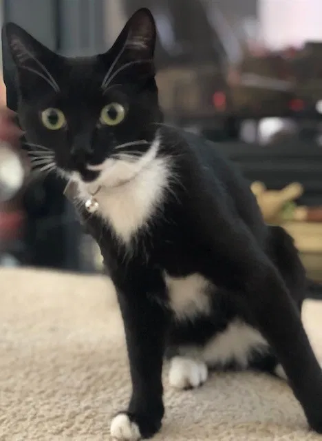Lost cat in High Point, NC, 27265