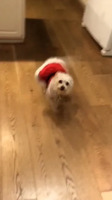 Lost dog in Phoenix, AZ, 85021
