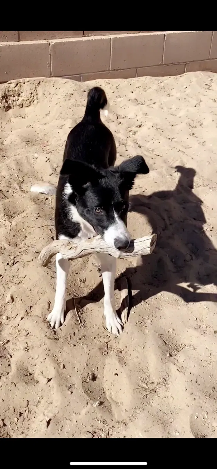 Lost dog in Rio Rancho, NM, 87144