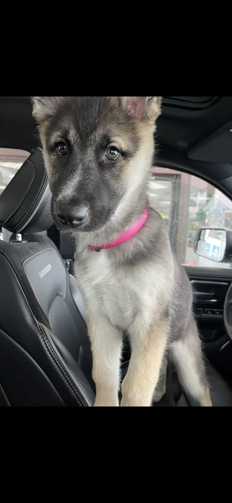 Lost dog in Cordova, TN, 38018