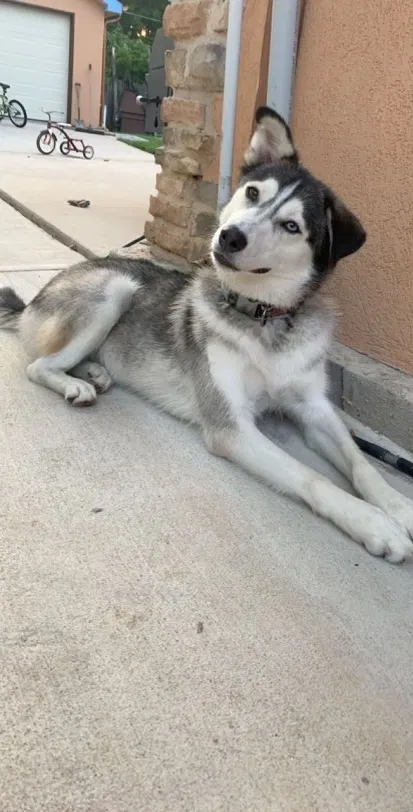 Lost dog in Fort Worth, TX, 76119