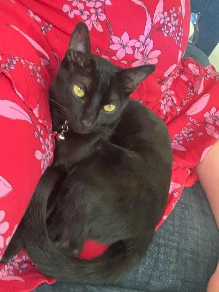 Lost cat in Oklahoma City, OK, 73120