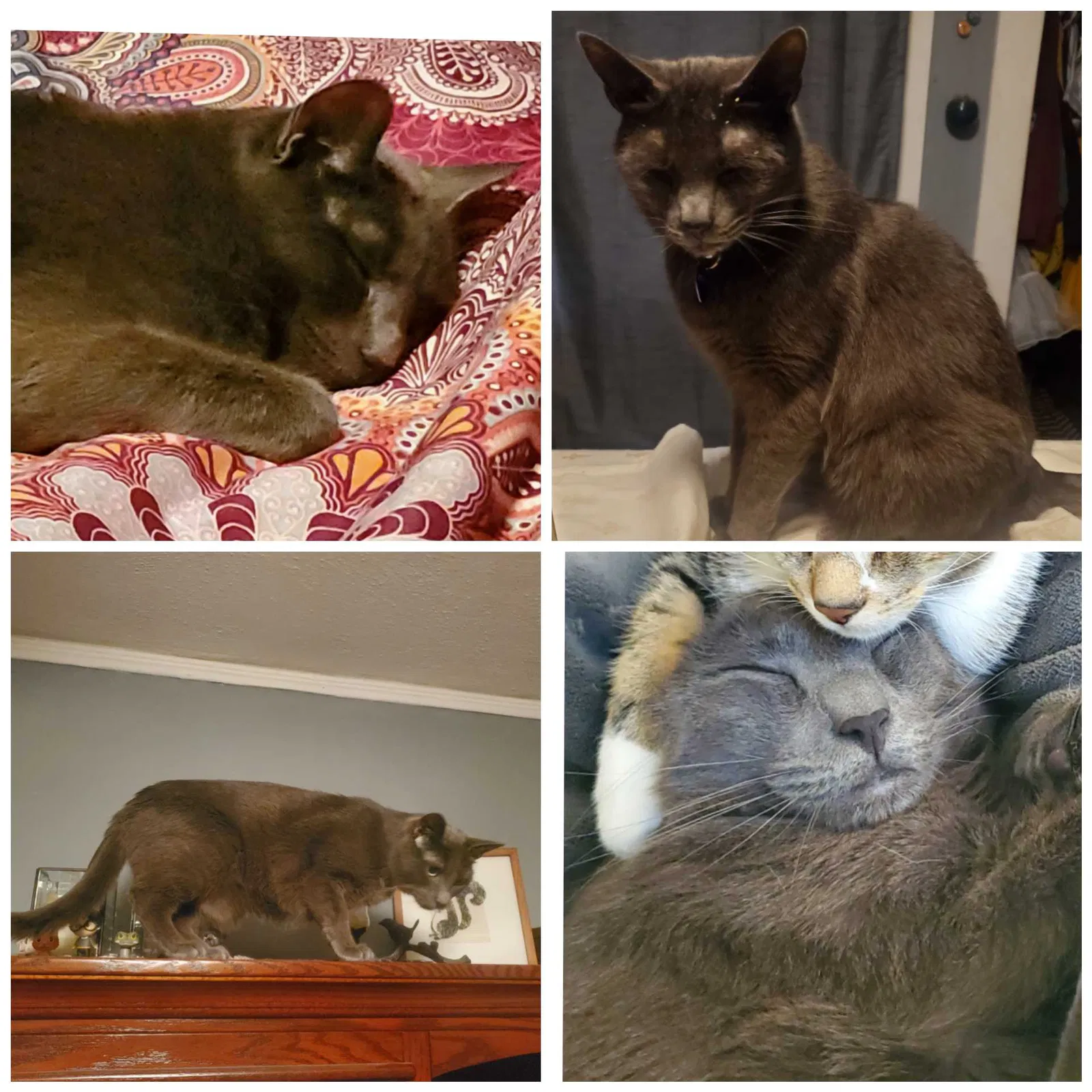 Lost cat in Portland, OR, 97217
