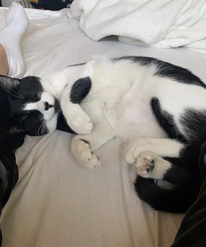 Lost cat in Saint Helena, CA, 94574