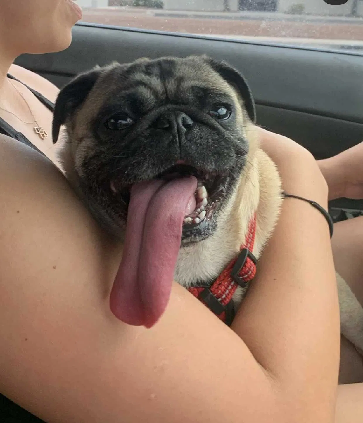 Lost dog in El Paso, TX, 79912
