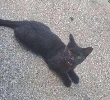 Lost cat in Frankfort, KY, 40601