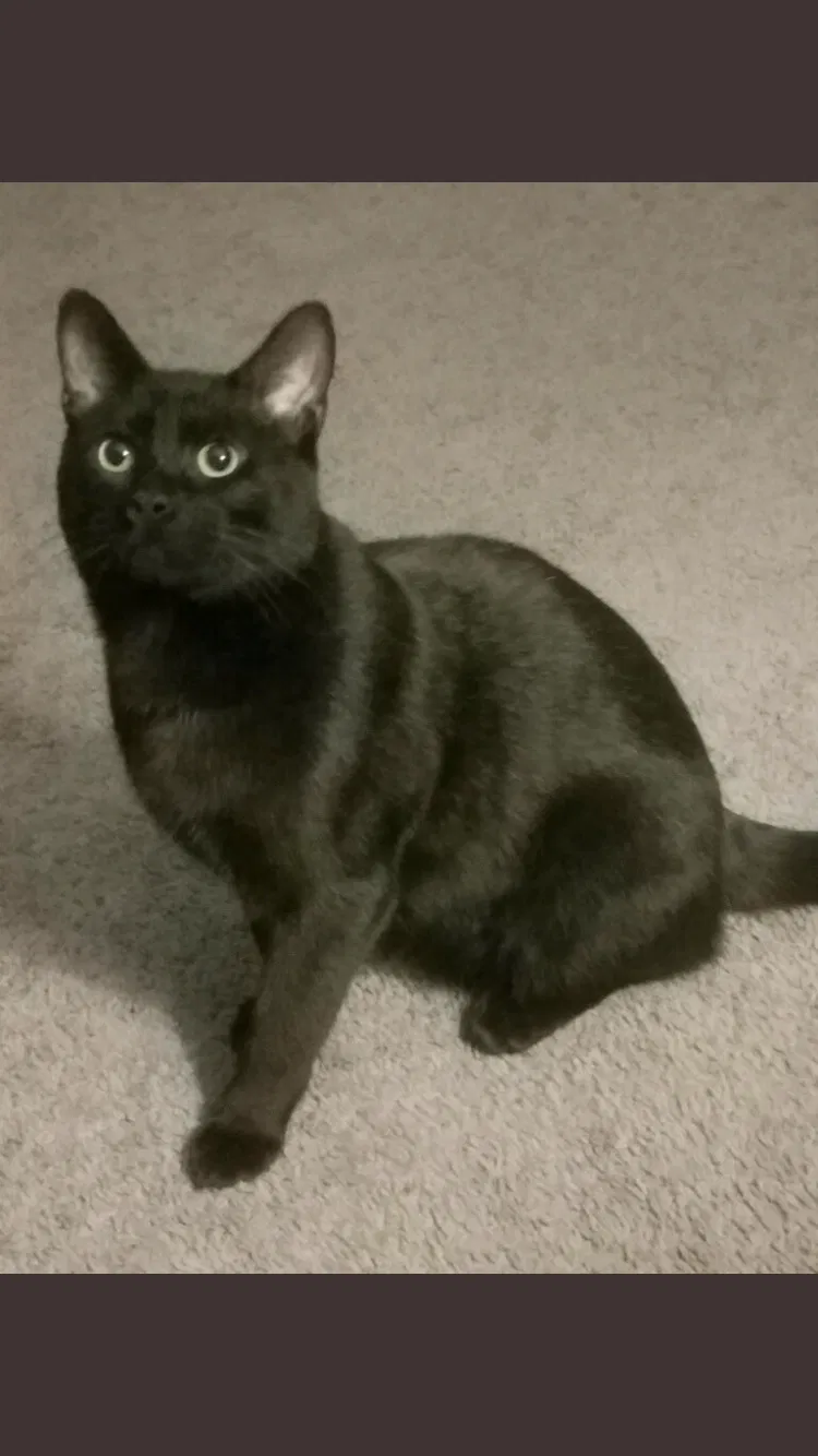 Lost cat in Livonia, MI, 48152